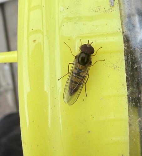 Marmalade Hover Fly