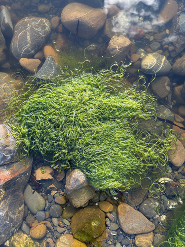 Ulva intestinalis observed 2026-10-10