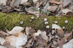 Bryoperdon acuminatum