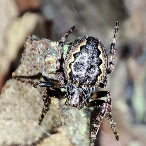 Walnut Orbweaver