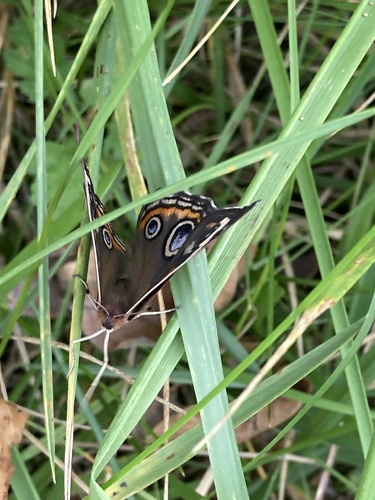 Common Buckeye