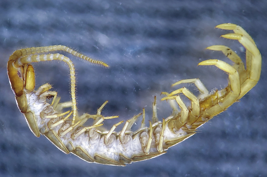 Lithobius atkinsoni