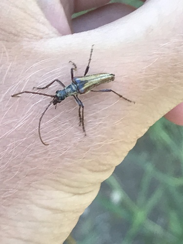 Stenocorus copei