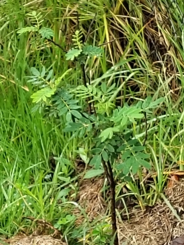 Senna multiglandulosa observed 2026-10-09