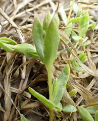 Stellaria humifusa