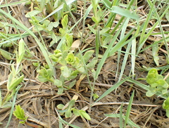 Stellaria humifusa