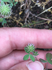 Trifolium microcephalum