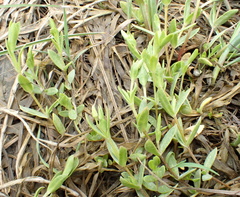 Stellaria humifusa