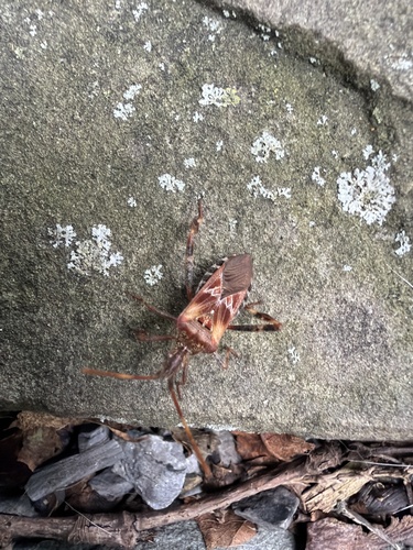 Western Conifer Seed Bug