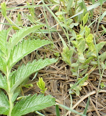 Stellaria humifusa