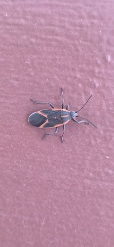Eastern Boxelder Bug