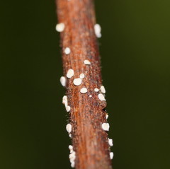 Lachnum lachnoderma