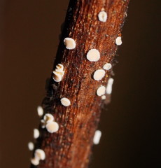 Lachnum lachnoderma