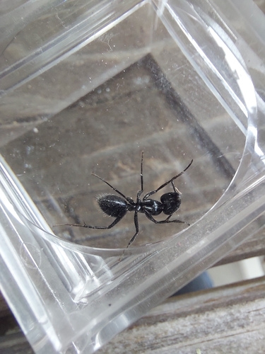 iNaturalist observation photo of Carpenter Ants, Typical Sugar Ants and Allies