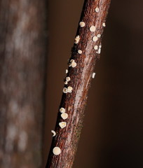 Lachnum lachnoderma