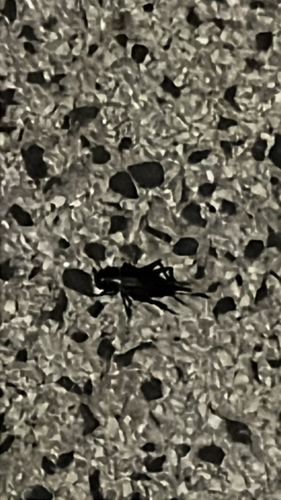 Southern Field Cricket