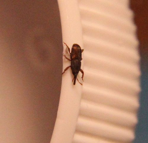 Sitophilus oryzae, 2026-10-10