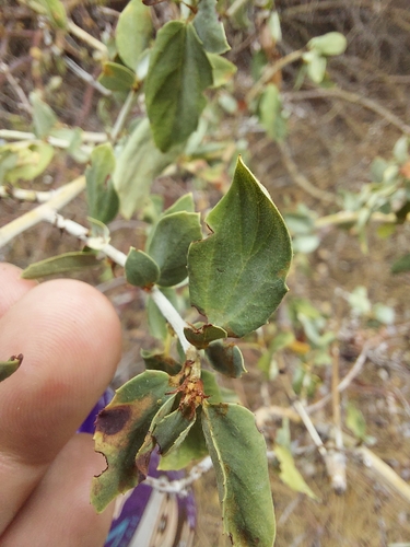iNaturalist observation photo of Ceanothus