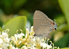 Satyrium favonius