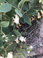 Lathyrus lanszwertii