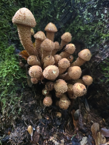 shaggy scalycap