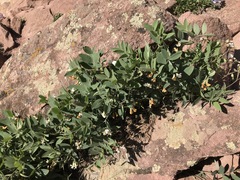 Lathyrus lanszwertii