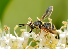 Hoplitimyia constans