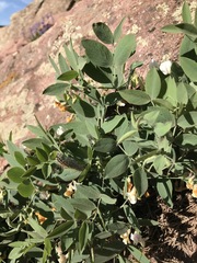 Lathyrus lanszwertii