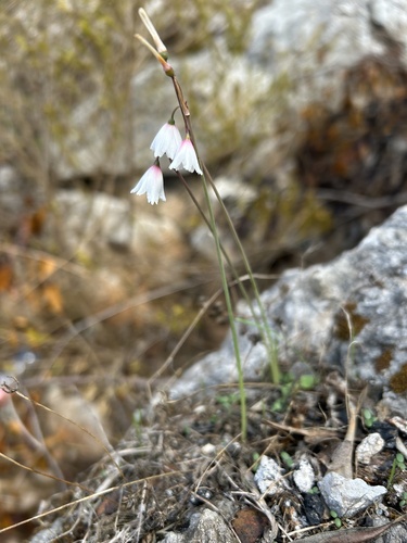 Acis autumnalis