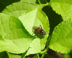 Chalcosyrphus libo