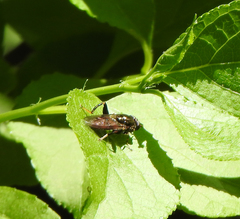 Chalcosyrphus libo