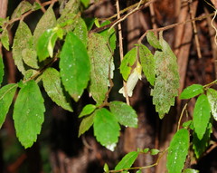 Fieldia australis