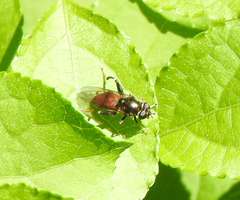 Chalcosyrphus libo