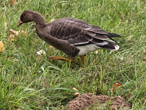Greater White-fronted Goose