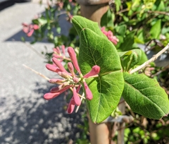 Lonicera sempervirens