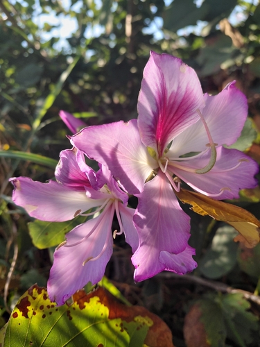 Bauhinia variegata observed 2026-10-10