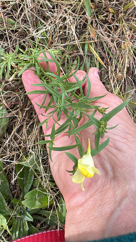 common toadflax