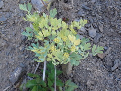Lomatium californicum