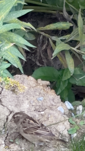 House Sparrow