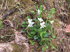 Viola blanda
