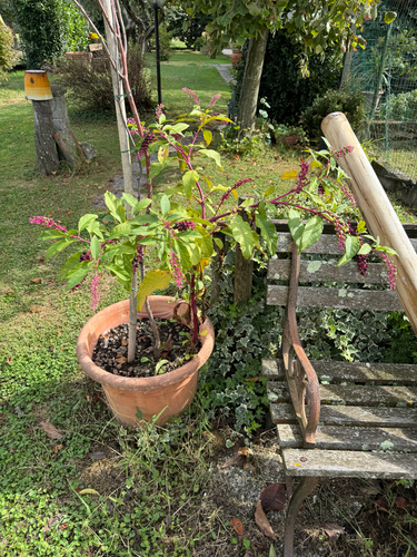 American pokeweed