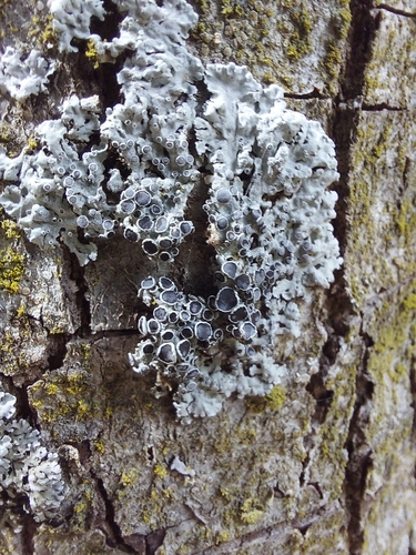 iNaturalist observation photo of rosette lichens