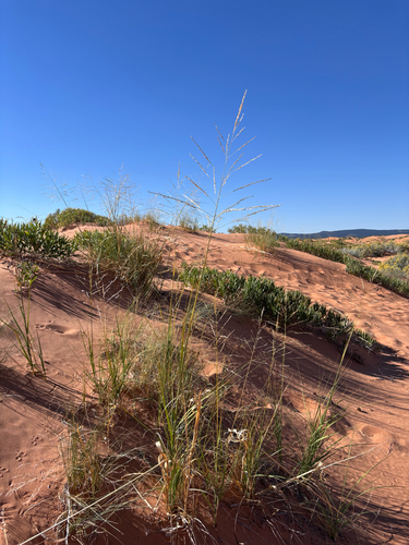 Calamovilfa longifolia, 2026-10-07