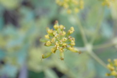 Lomatium californicum