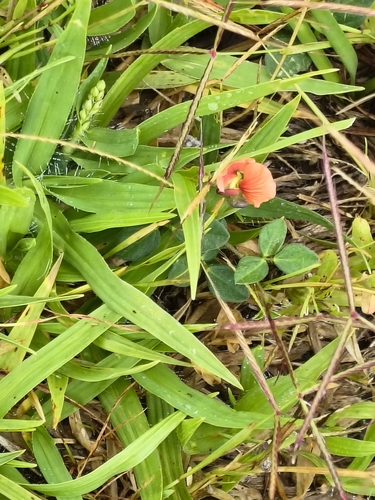 Macroptilium gibbosifolium, 2026-10-10