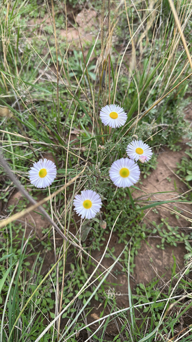 Erigeron divergens, 2026-10-10