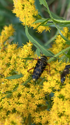 Locust Borer