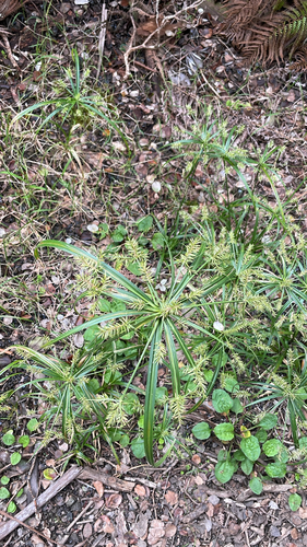 Cyperus meyenianus observed 2026-10-07