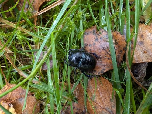 Woodland Dor Beetle