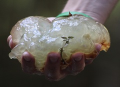 Oophila amblystomatis